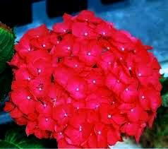 Людмила Гренадер