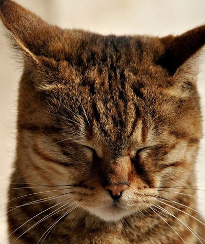 Макс Полищук