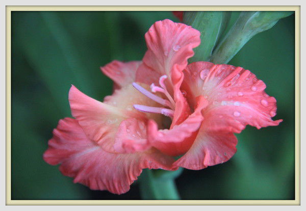 Эльвира Галямова