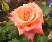 Анастасия Cырцова