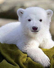 Уляна Пудик