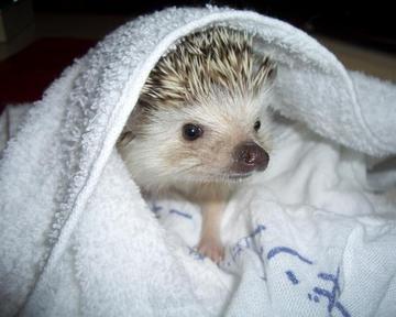 Марина Югай