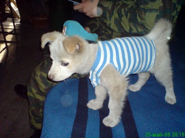 Алексей Яскеляйнен