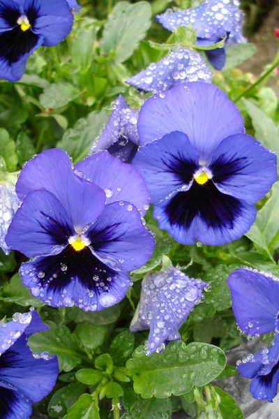 Марина Малыхина