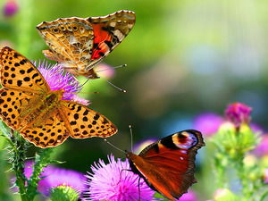 Татьяна Шумских