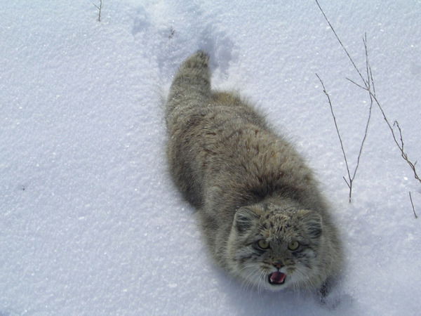 Татьяна Кошелева