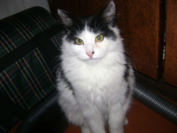 Евгения Дворникова