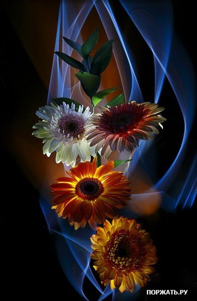 Светлана Маслова