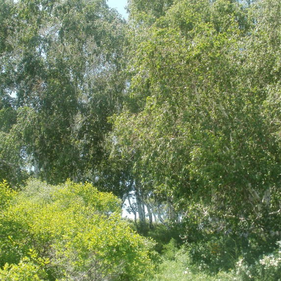 Газа Конкыбаевна