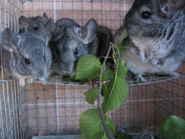 Дима Степанов