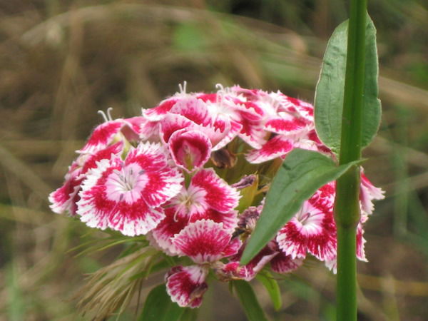 Рената Пиянзина