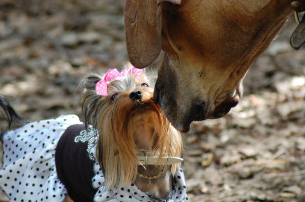 Ириска& Ириска