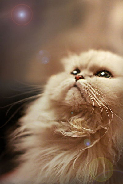 Ксения Шеина