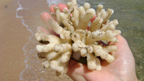 Ольга Пачина