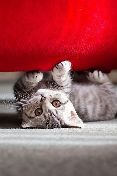 ***в Ожидании Чуда***