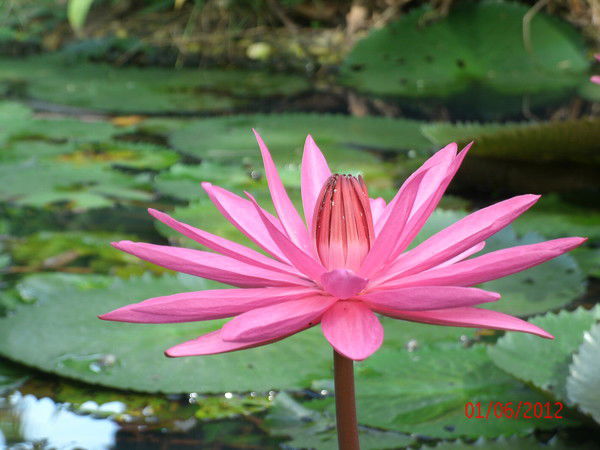 Ирина Садыкова