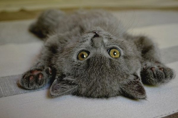 Эвелина Бутова