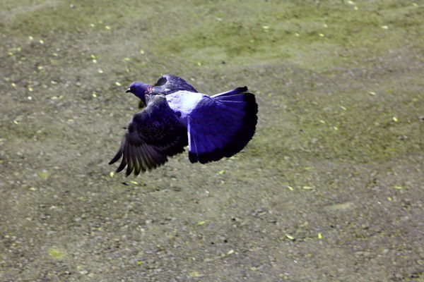 Диана Гадельшина