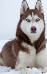 Ирина Иванова