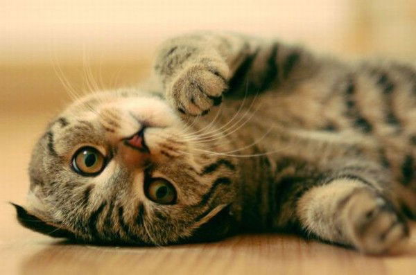 Анастасия Ткач