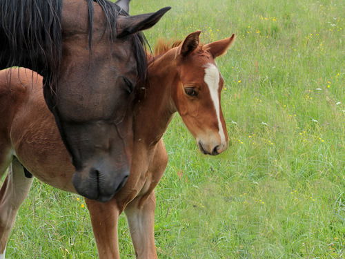Наталья Ростова