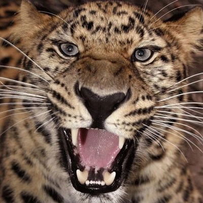 Вова Калацкий