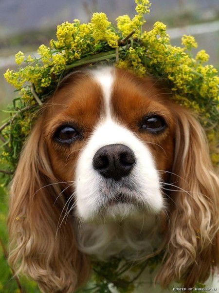 Ирина Деревянко