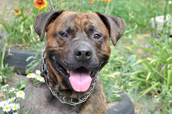 Светлана Грипась