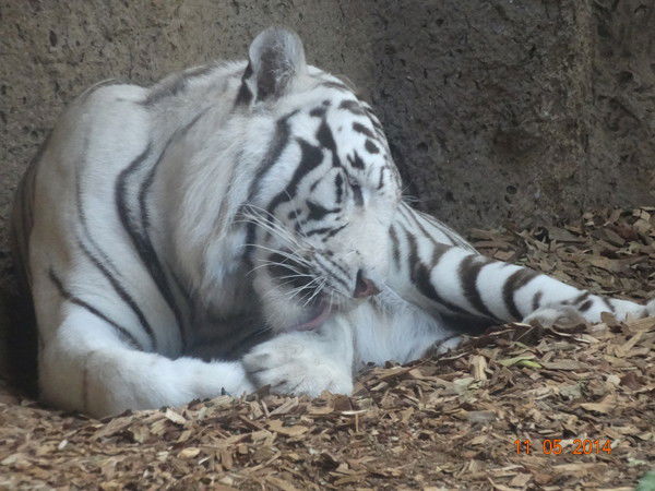 Татьяна Хваталова