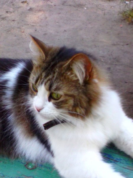 Елена Скуратова