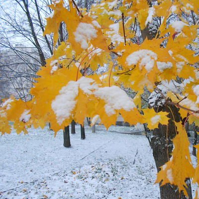 Анна Березовская