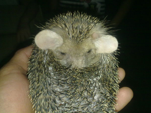 Ёжик В'паутине