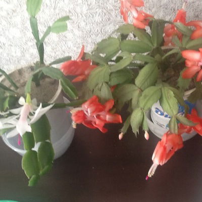 Наталья Шомахова