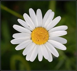 Жанна Умарова