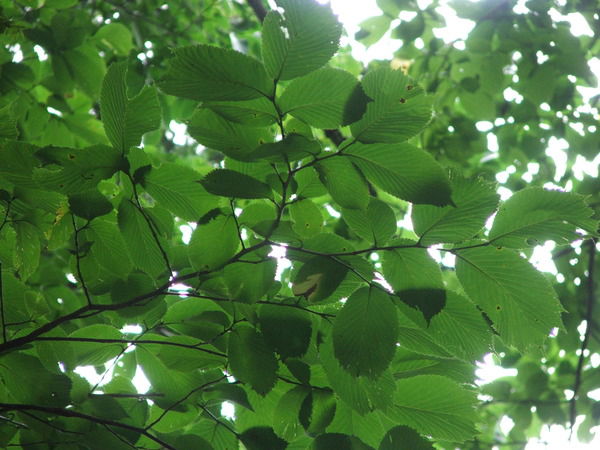 Владимир Иванов