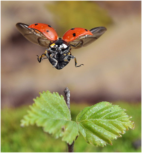 Иркутск Обл.библ.слепых