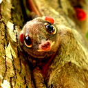 Андрей Демидов