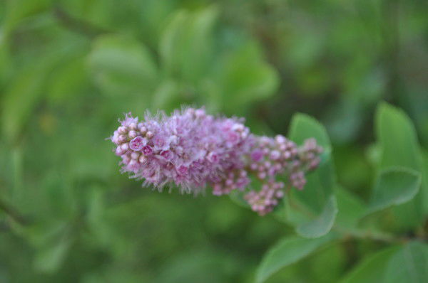 Инна Пестрецова