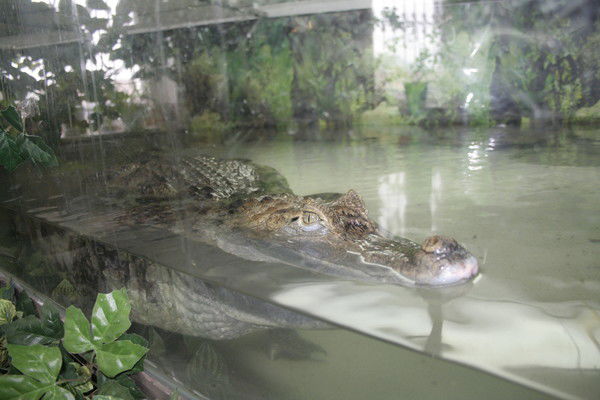 Роман Хусаинов