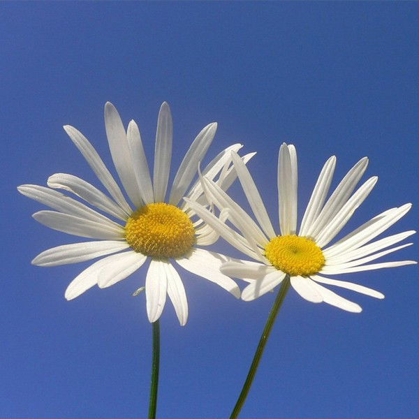 Вероника --------