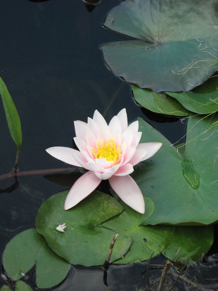 Вика Кустрьо