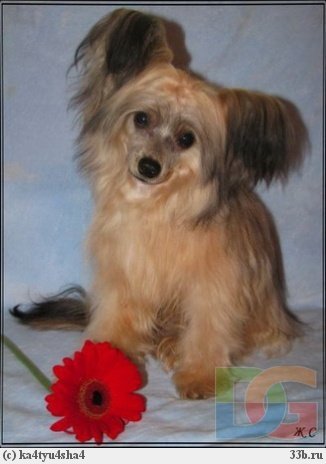 Елена Макарова