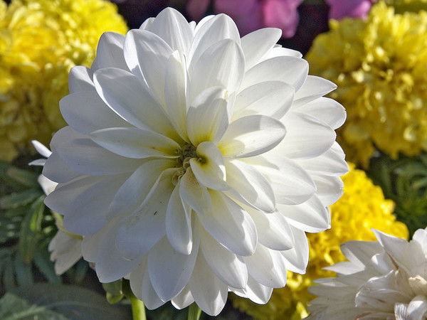 Астра Медетбек Кызы