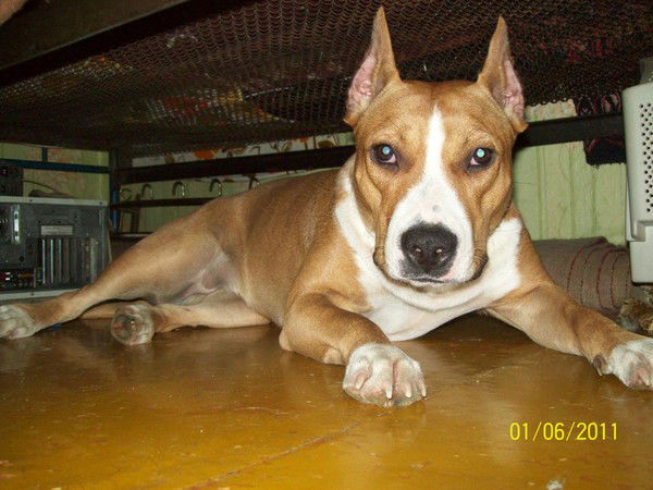 Вячеслав Шестерин