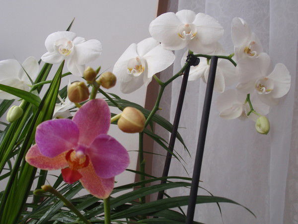 Татьяна Робул