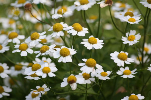 Денис Алешин