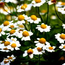 Денис Алешин