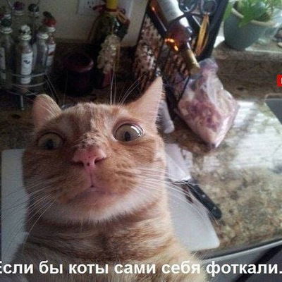 Максим Дмитров