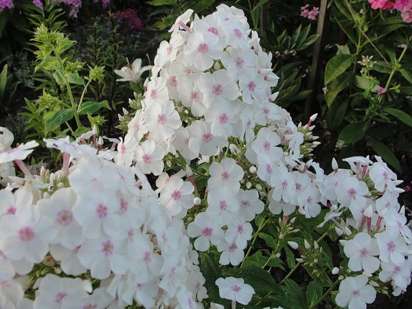 Ангелина Кушматова