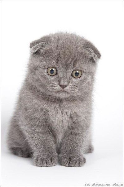 Ольга Баклейчева